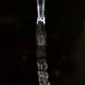 Руническая волшебная палочка Лагуз. Фото 5