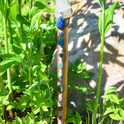 Reiki chakra healing stick. Image 6