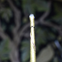 Руническая волшебная палочка «Веретено». Фото 10